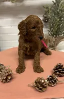 Dark pink Collar, a female Goldendoodle for sale in Macon, GA – Photo 4 of 6