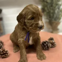 Purple Collar, a female Goldendoodle for sale in Macon, GA – Photo 4 of 6