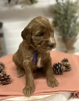 Purple Collar, a female Goldendoodle for sale in Macon, GA – Photo 4 of 6