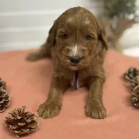Purple Collar, a female Goldendoodle for sale in Macon, GA – Photo 5 of 6