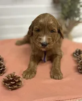 Purple Collar, a female Goldendoodle for sale in Macon, GA – Photo 5 of 6