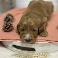 Purple Collar, a female Goldendoodle for sale in Macon, GA – Photo 2 of 6