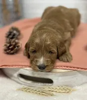 Purple Collar, a female Goldendoodle for sale in Macon, GA – Photo 2 of 6