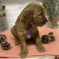 Purple Collar, a female Goldendoodle for sale in Macon, GA – Photo 6 of 6