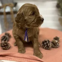 Purple Collar, a female Goldendoodle for sale in Macon, GA – Photo 3 of 6