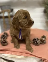 Purple Collar, a female Goldendoodle for sale in Macon, GA – Photo 3 of 6
