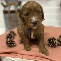 Purple Collar, a female Goldendoodle for sale in Macon, GA – Photo 1 of 6