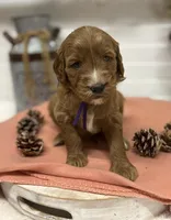 Purple Collar, a female Goldendoodle for sale in Macon, GA – Photo 1 of 6