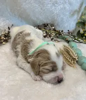 Teal Collar, a female Goldendoodle for sale in Macon, GA – Photo 2 of 3