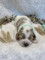 Teal Collar, a female Goldendoodle for sale in Macon, GA – Photo 1 of 3