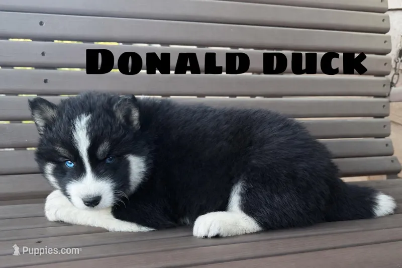 Donald Duck