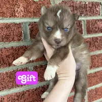 Gift, a female Siberian Husky for sale in Knoxville, TN – Photo 2 of 2