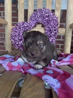 Persephone, a female Siberian Husky for sale in Knoxville, TN – Photo 3 of 4