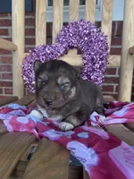 Persephone, a female Siberian Husky for sale in Knoxville, TN – Photo 4 of 4