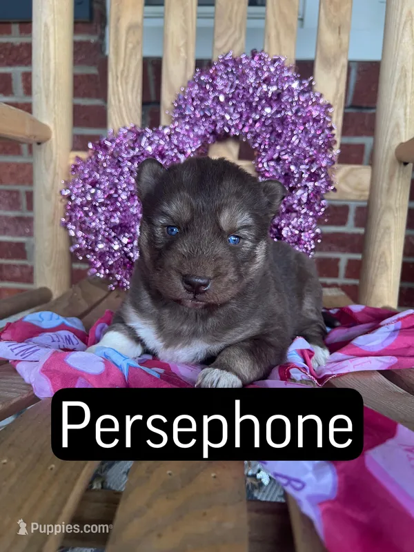 Persephone, a female Siberian Husky for sale in Knoxville, TN – Photo 1 of 4