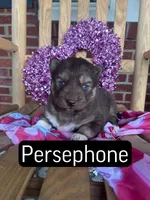 Persephone, a female Siberian Husky for sale in Knoxville, TN – Photo 1 of 4