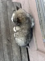 Pluto , a male Siberian Husky for sale in Knoxville, TN – Photo 2 of 3