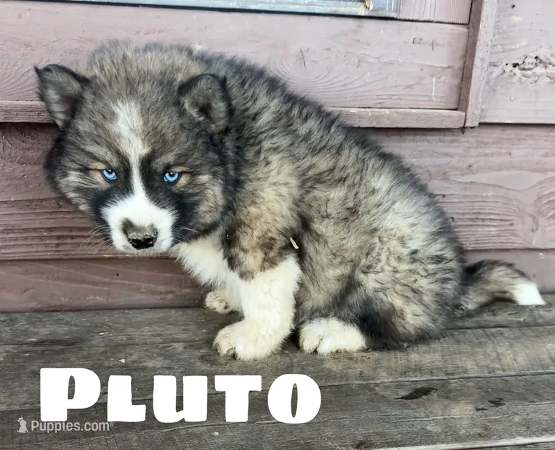 Pluto 