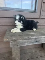 Icy, a female Siberian Husky for sale in Knoxville, TN – Photo 2 of 2