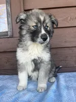 Wednesday, a female Siberian Husky for sale in Knoxville, TN – Photo 5 of 5