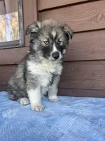 Wednesday, a female Siberian Husky for sale in Knoxville, TN – Photo 4 of 5