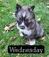 Wednesday, a female Siberian Husky for sale in Knoxville, TN – Photo 2 of 5