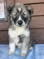 Wednesday, a female Siberian Husky for sale in Knoxville, TN – Photo 1 of 5