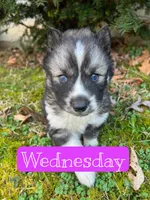 Wednesday, a female Siberian Husky for sale in Knoxville, TN – Photo 3 of 5