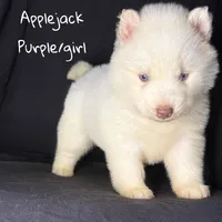Applejack, a female Siberian Husky for sale in Knoxville, TN – Photo 3 of 4