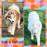 Applejack, a female Siberian Husky for sale in Knoxville, TN – Photo 4 of 4