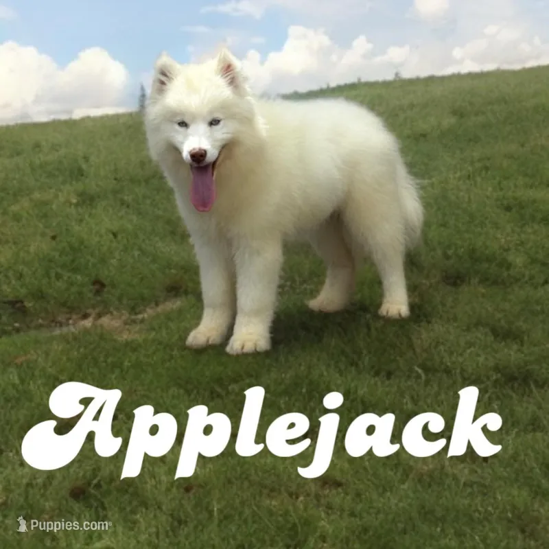 Applejack