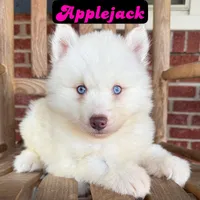 Applejack, a female Siberian Husky for sale in Knoxville, TN – Photo 2 of 4