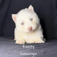 Rarity, a female Siberian Husky for sale in Knoxville, TN – Photo 4 of 4