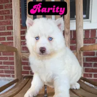 Rarity, a female Siberian Husky for sale in Knoxville, TN – Photo 3 of 4