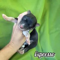 Espresso, a male Siberian Husky for sale in Knoxville, TN – Photo 7 of 7