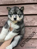 Espresso, a male Siberian Husky for sale in Knoxville, TN – Photo 4 of 7