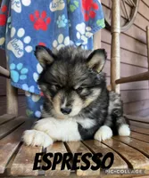 Espresso, a male Siberian Husky for sale in Knoxville, TN – Photo 1 of 7