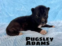 Pugsley Adams, a male Siberian Husky for sale in Knoxville, TN – Photo 2 of 4