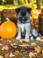 Pugsley Adams, a male Siberian Husky for sale in Knoxville, TN – Photo 1 of 4