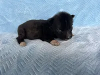 Pugsley Adams, a male Siberian Husky for sale in Knoxville, TN – Photo 3 of 4