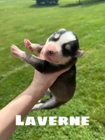 Laverne, a female Siberian Husky for sale in Knoxville, TN – Photo 5 of 5