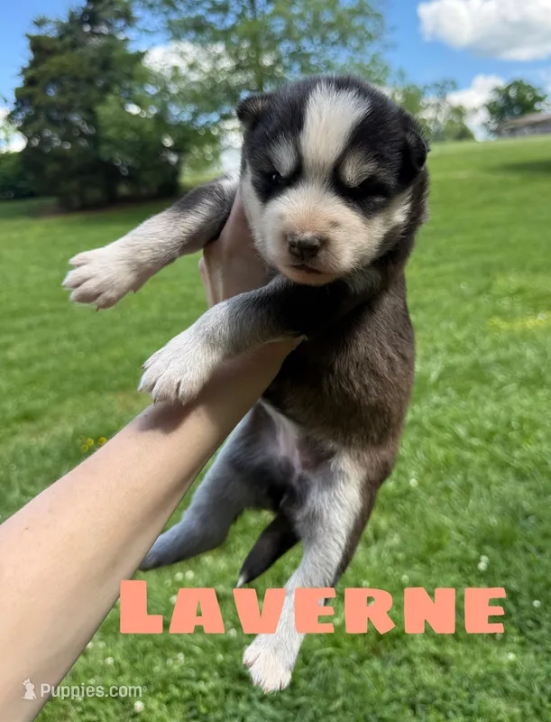 Laverne