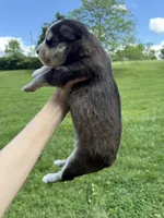 Laverne, a female Siberian Husky for sale in Knoxville, TN – Photo 4 of 5