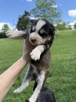 Laverne, a female Siberian Husky for sale in Knoxville, TN – Photo 3 of 5