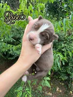 Rose, a female Siberian Husky for sale in Knoxville, TN – Photo 7 of 7