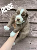 Rose, a female Siberian Husky for sale in Knoxville, TN – Photo 4 of 7