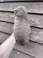 Rose, a female Siberian Husky for sale in Knoxville, TN – Photo 6 of 7