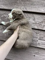 Rose, a female Siberian Husky for sale in Knoxville, TN – Photo 5 of 7