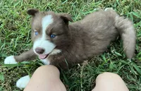 Rose, a female Siberian Husky for sale in Knoxville, TN – Photo 1 of 7