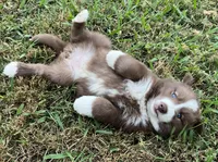 Rose, a female Siberian Husky for sale in Knoxville, TN – Photo 2 of 7